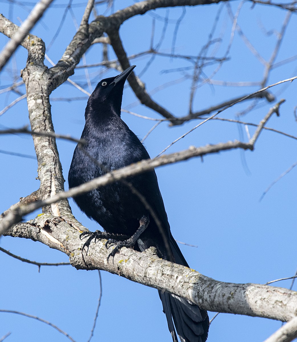 Great-tailed Grackle - ML329762971