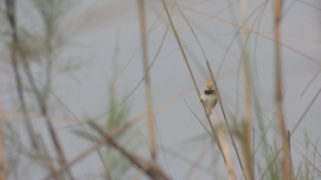 Black-breasted Weaver - ML329763041