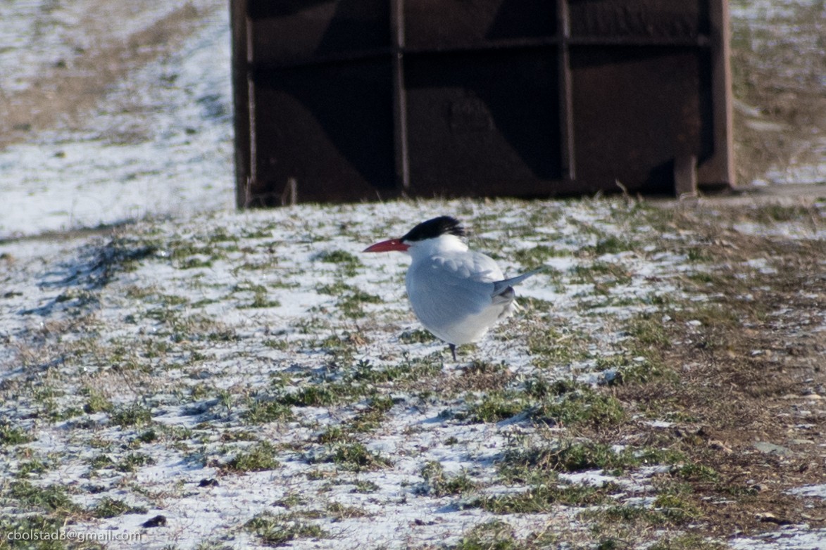 Caspian Tern - ML329763881