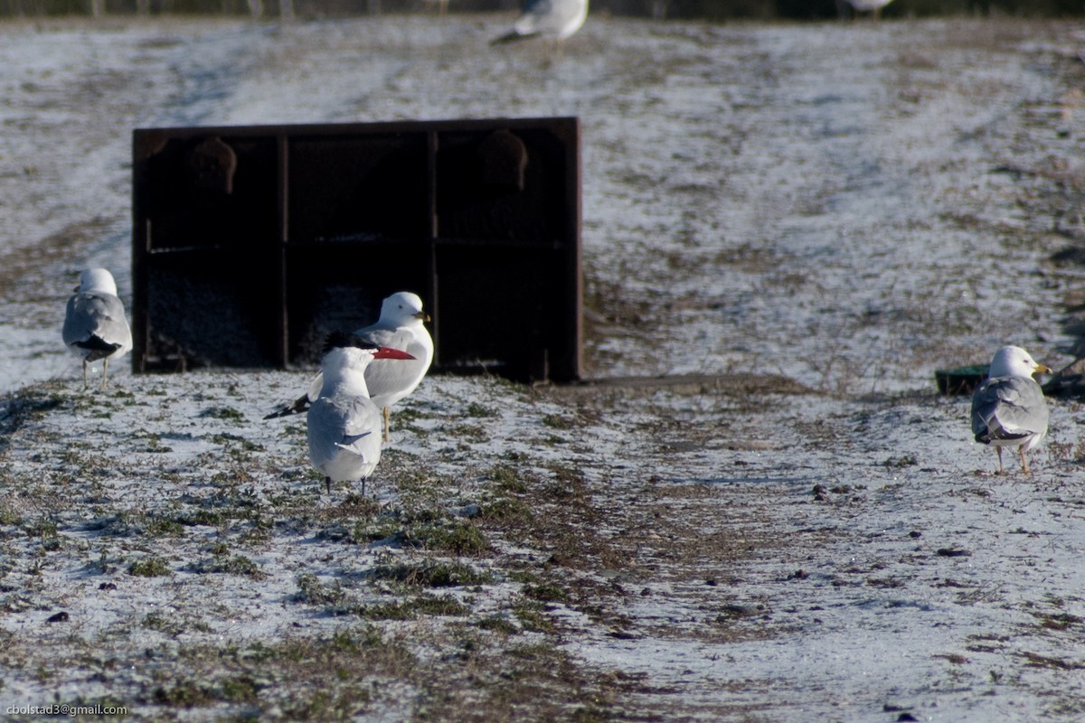 Caspian Tern - ML329763931