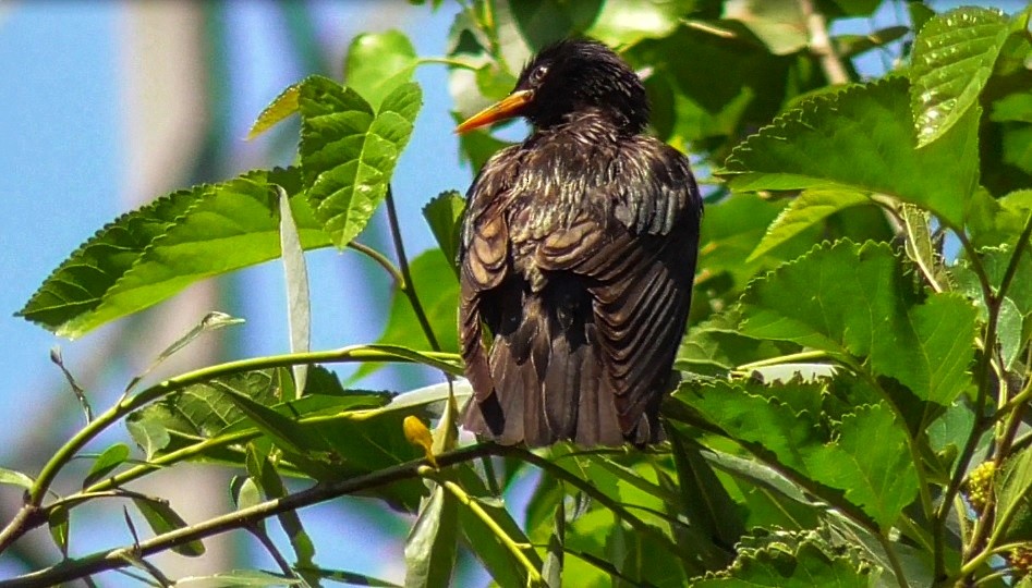 European Starling - ML329764421