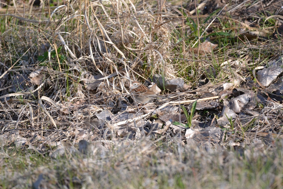 Field Sparrow - ML329765921