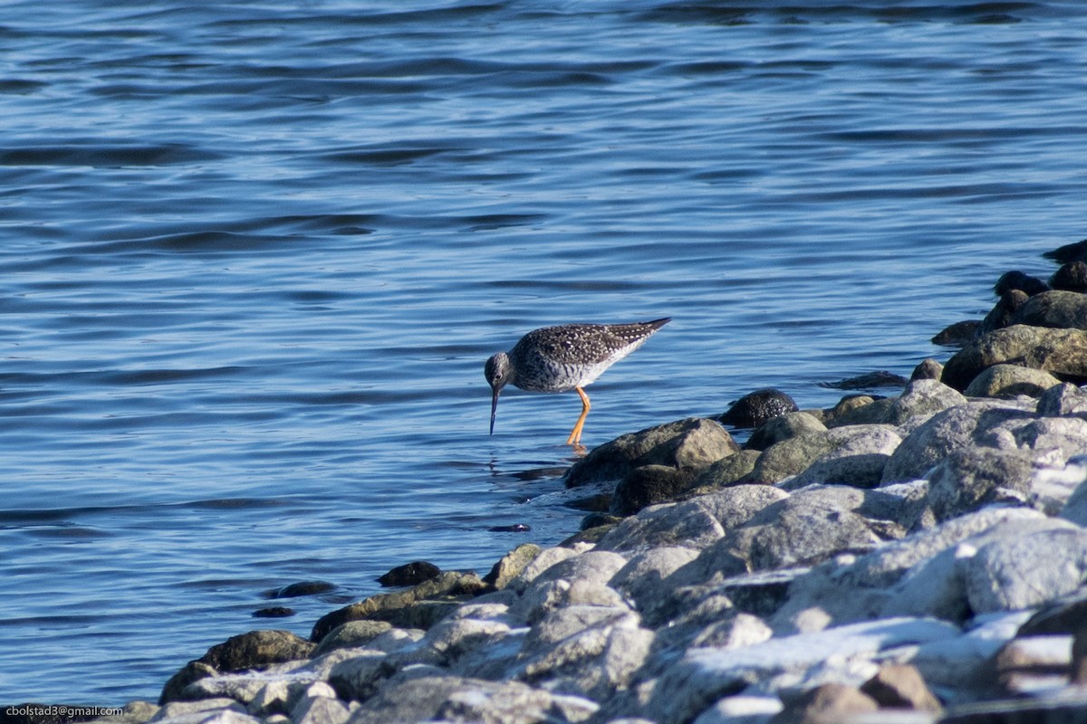 Greater Yellowlegs - ML329766151