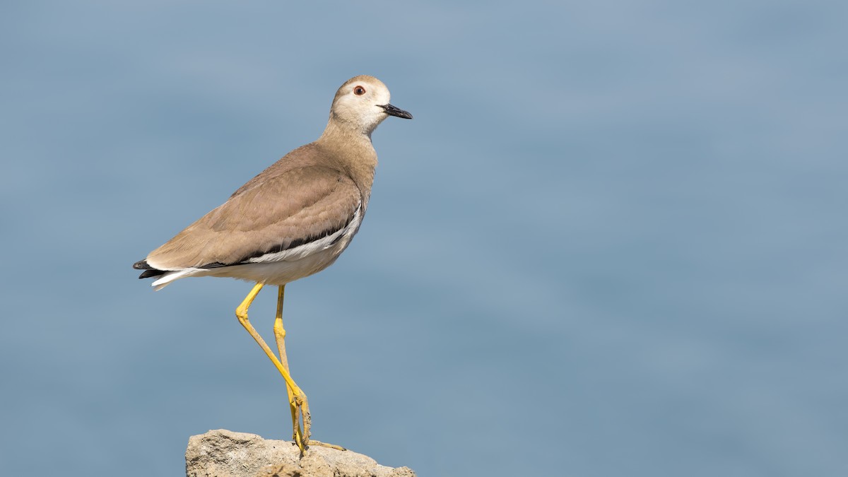 White-tailed Lapwing - birol hatinoğlu