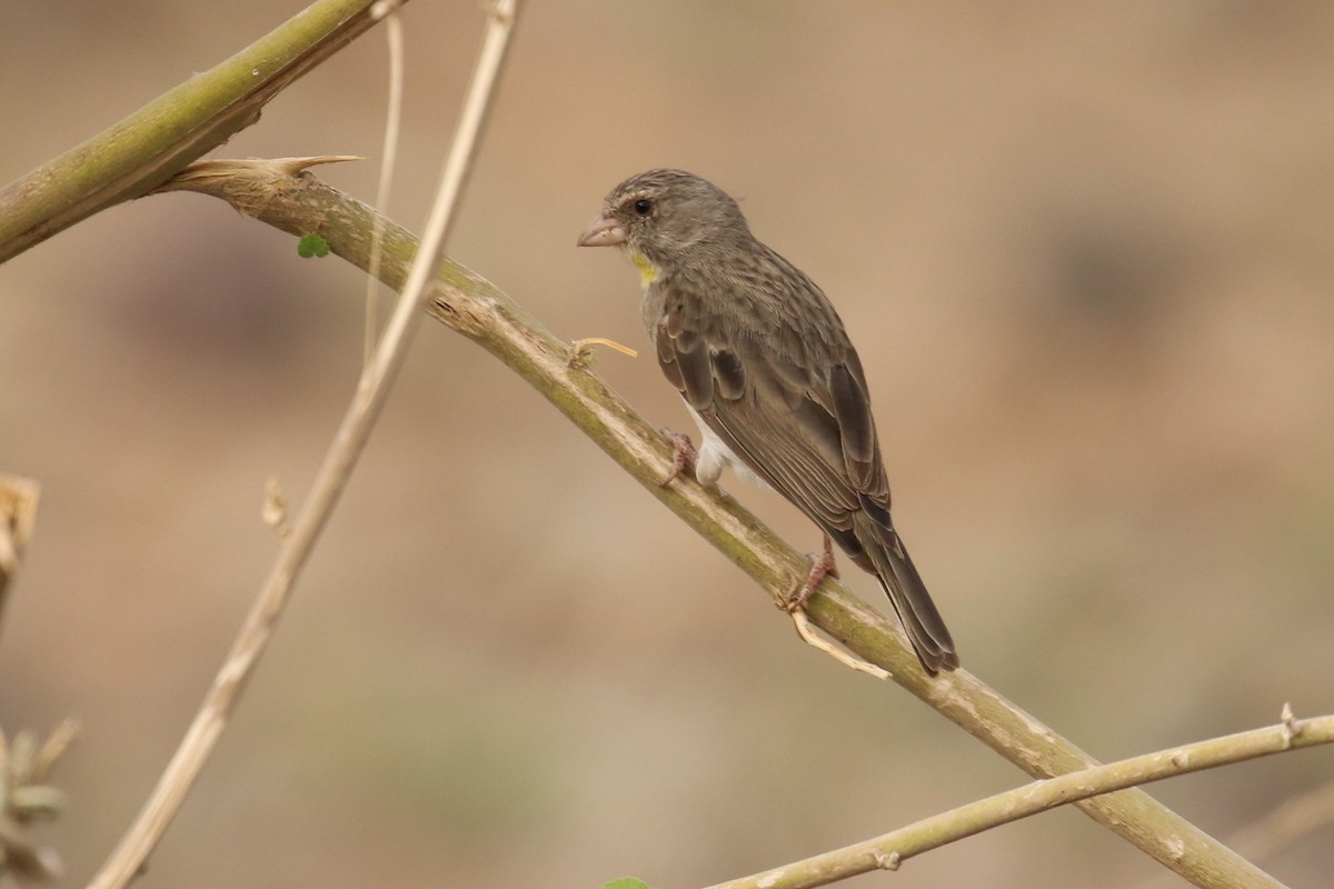 Yellow-throated Serin - ML329766351