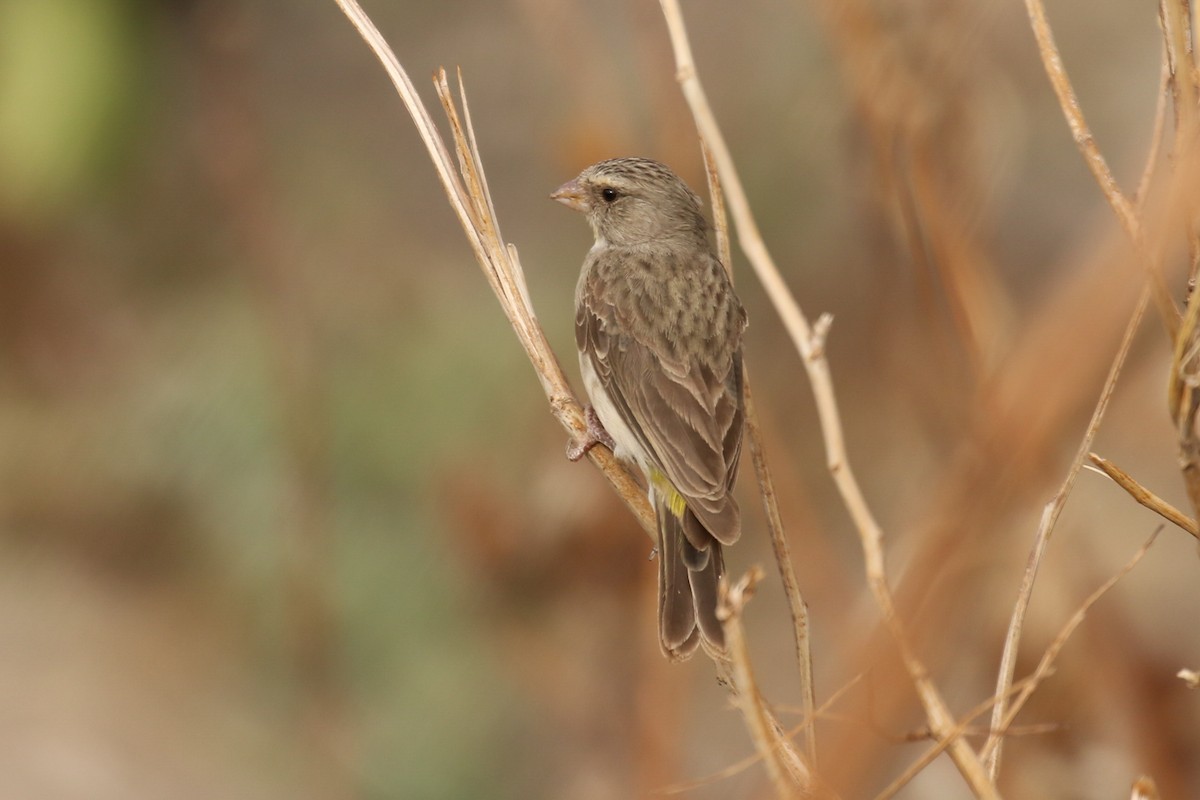 Yellow-throated Serin - ML329766361