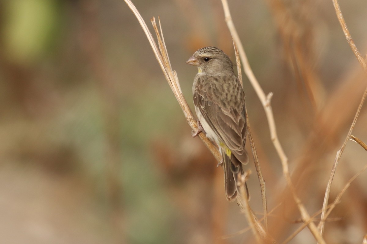 Yellow-throated Serin - ML329766421