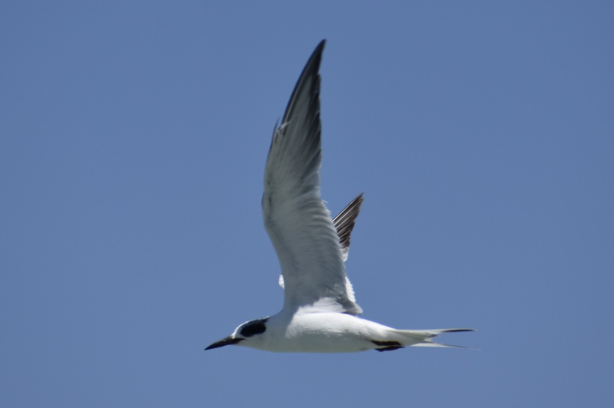 Forster's Tern - Luke Foster