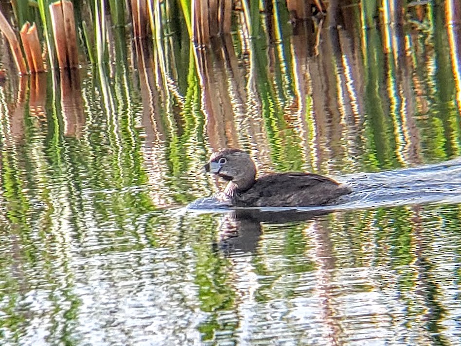 Pied-billed Grebe - Jessica Armand