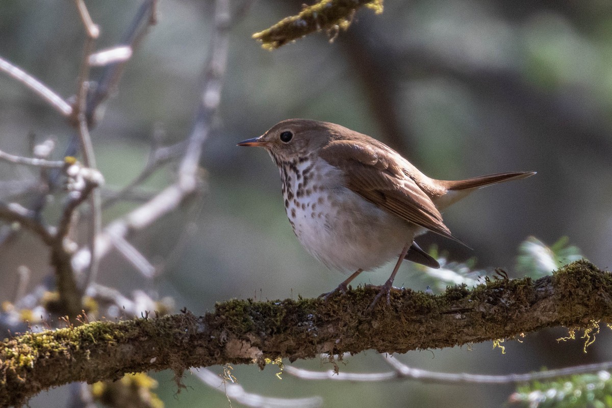 Hermit Thrush - ML329769561