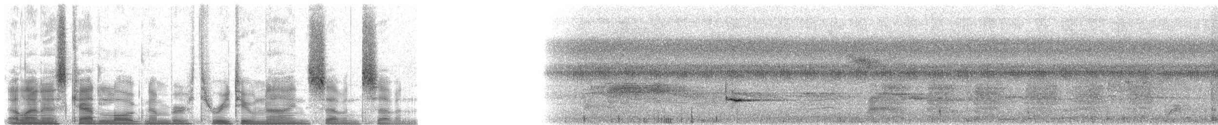 špaček bělokrký - ML32977