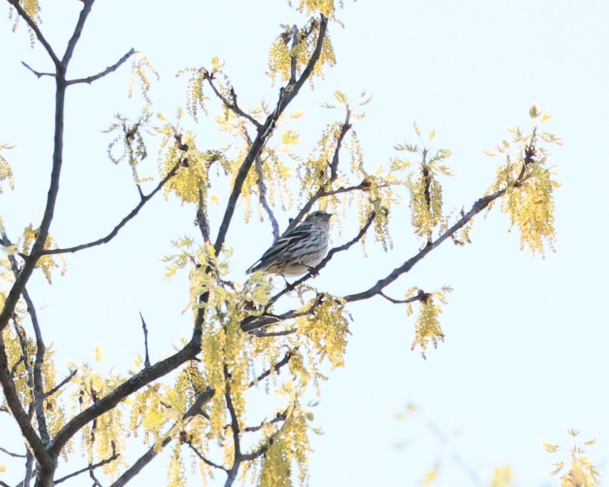 Pine Siskin - Pat and Tony Nastase