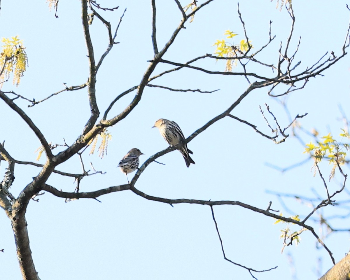 Pine Siskin - Pat and Tony Nastase