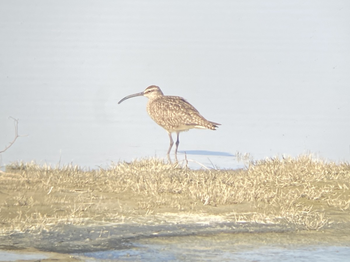 Whimbrel - ML329771241