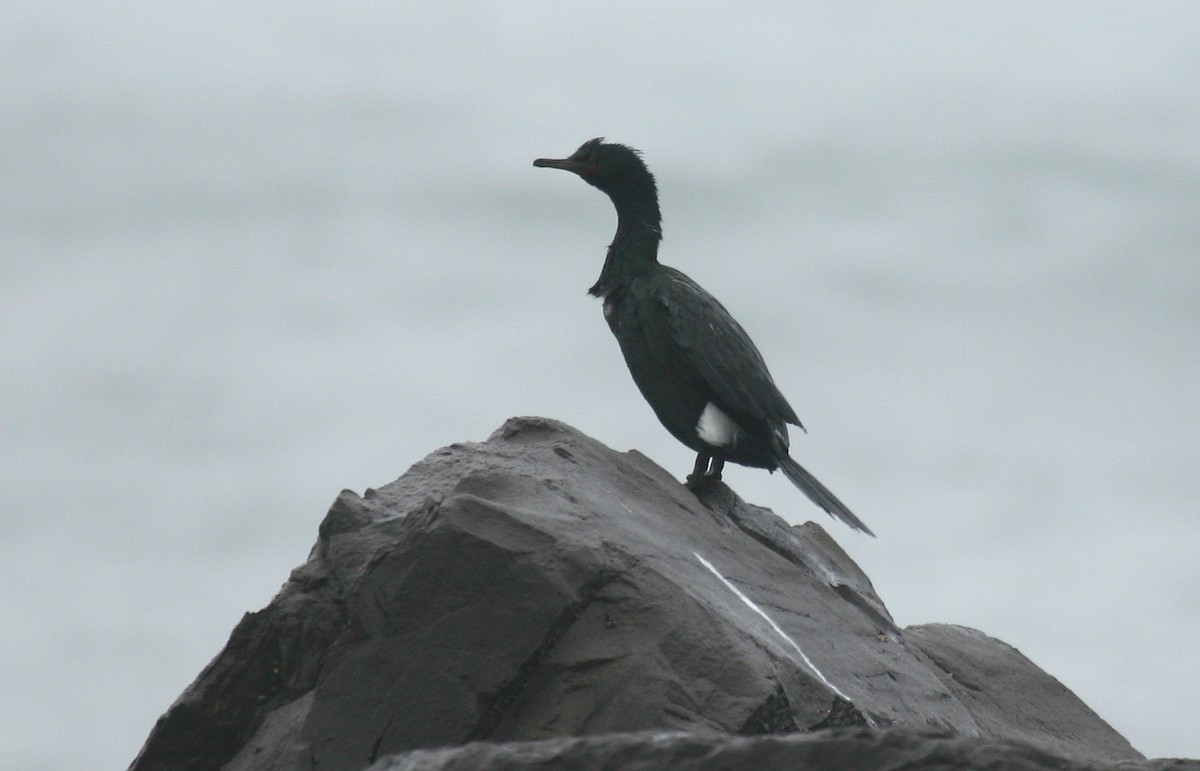 Pelagic Cormorant - ML32977131