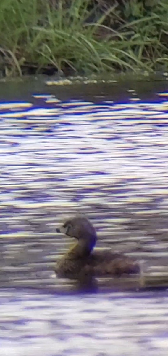 Pied-billed Grebe - Bill Dorner