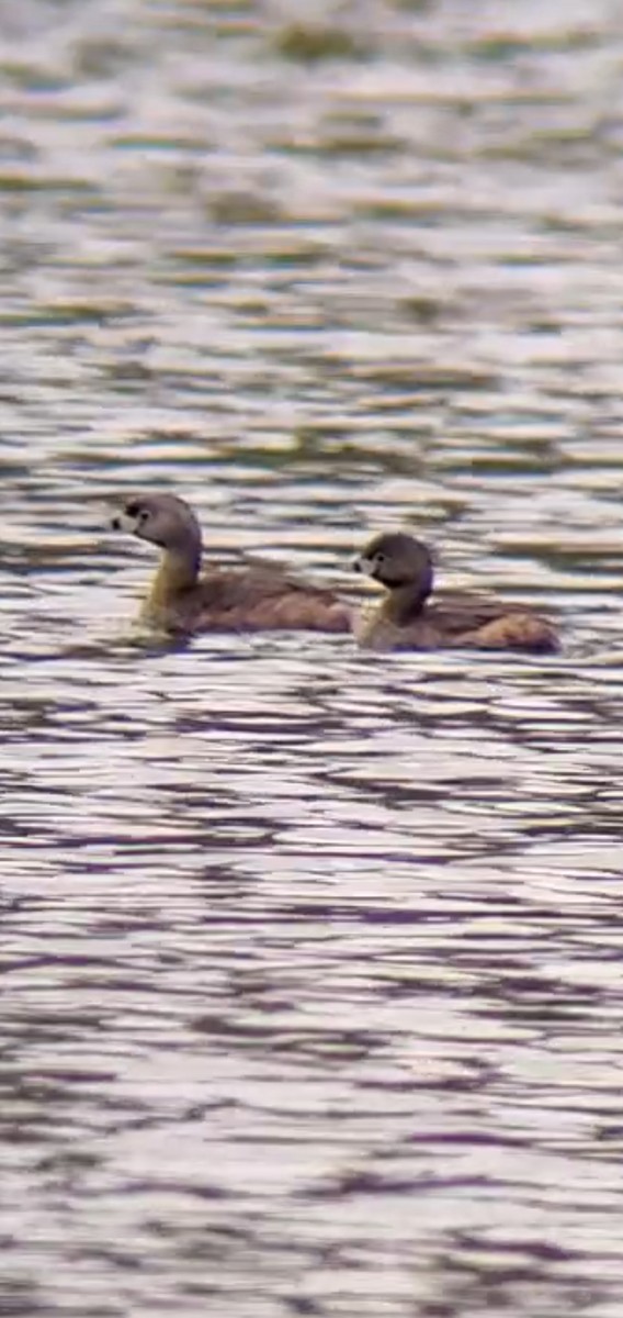 Pied-billed Grebe - ML329772141