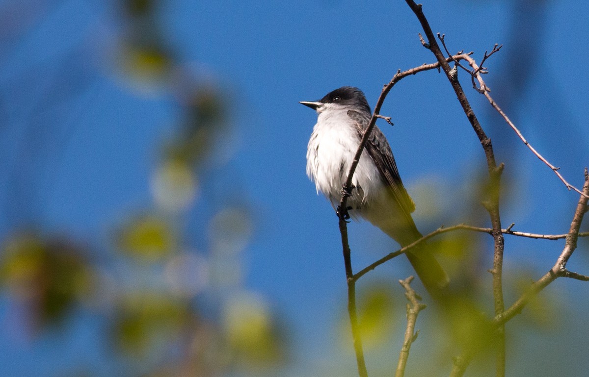 Eastern Kingbird - ML329772481