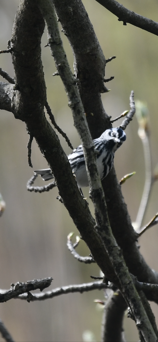 Black-and-white Warbler - ML329773051