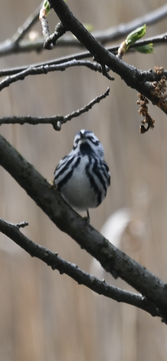 Black-and-white Warbler - ML329774271