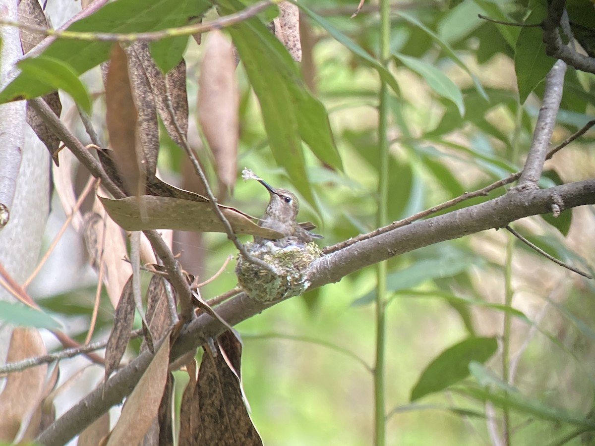 Anna's Hummingbird - Morgan Kain