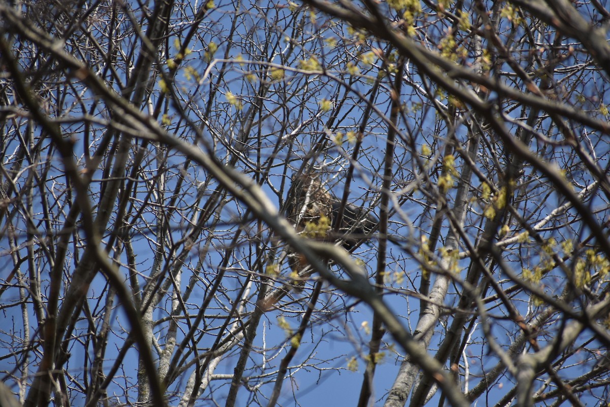 Great Horned Owl - ML329774831