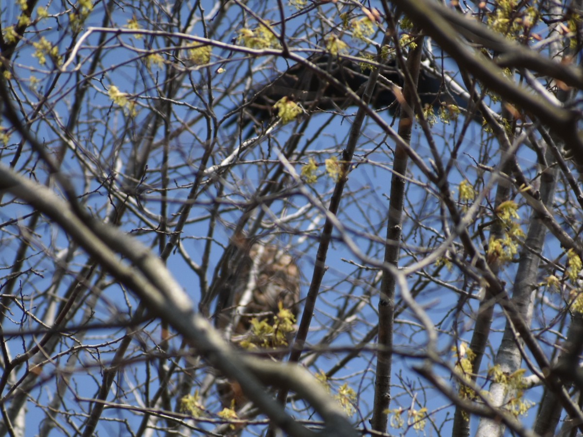 Great Horned Owl - ML329774851