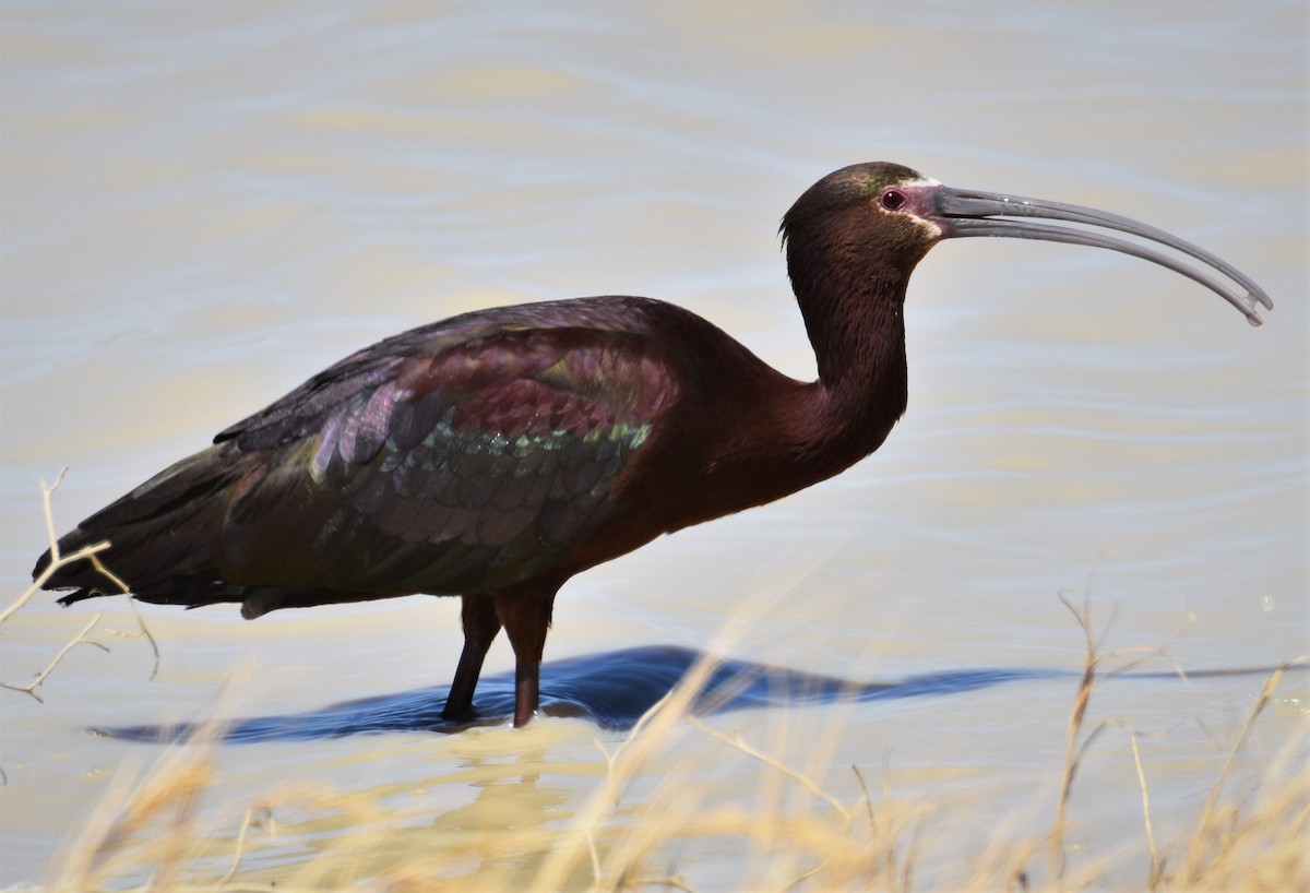 White-faced Ibis - Ken Milender