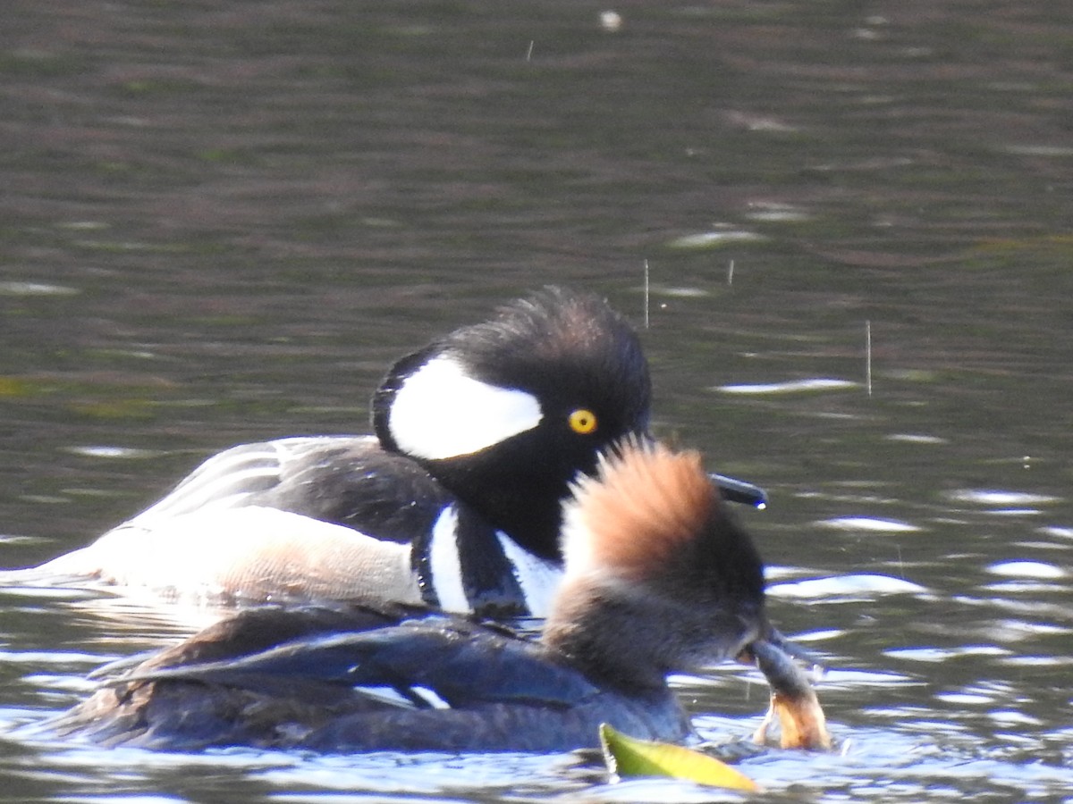 Hooded Merganser - ML329776761