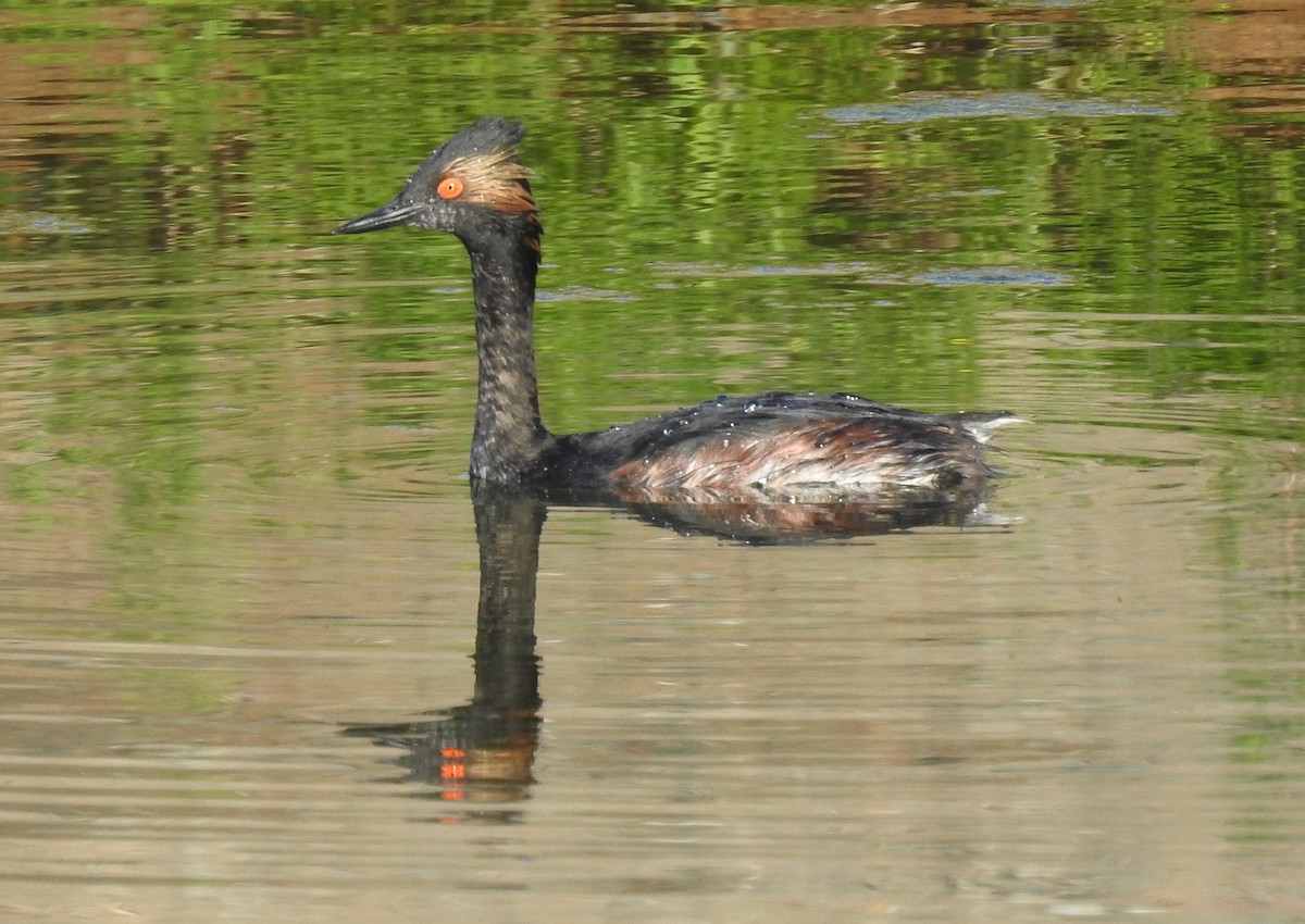 Eared Grebe - Steve Hosmer