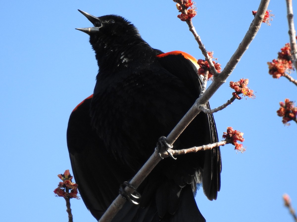 Red-winged Blackbird - ML329777451