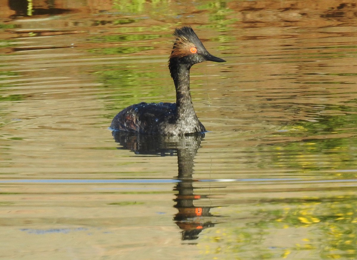 Eared Grebe - Steve Hosmer