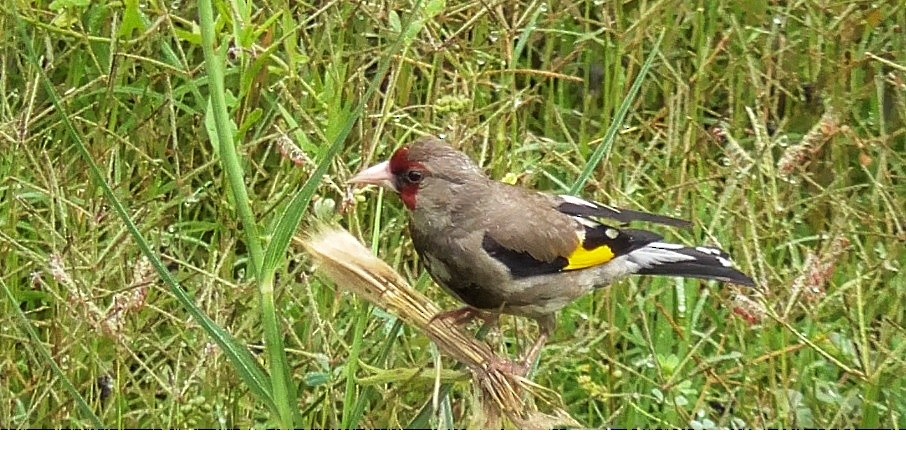 Chardonneret élégant - ML329779301