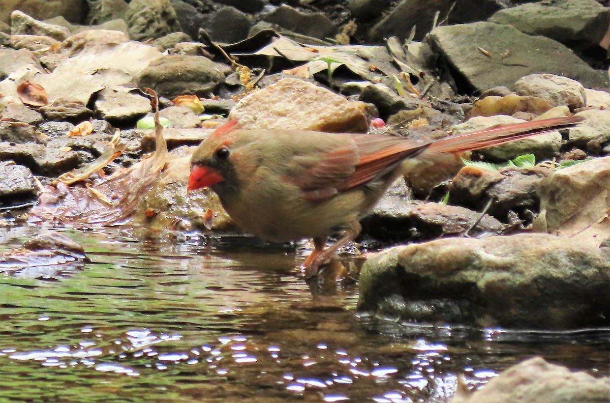 Northern Cardinal - Anne Mytych