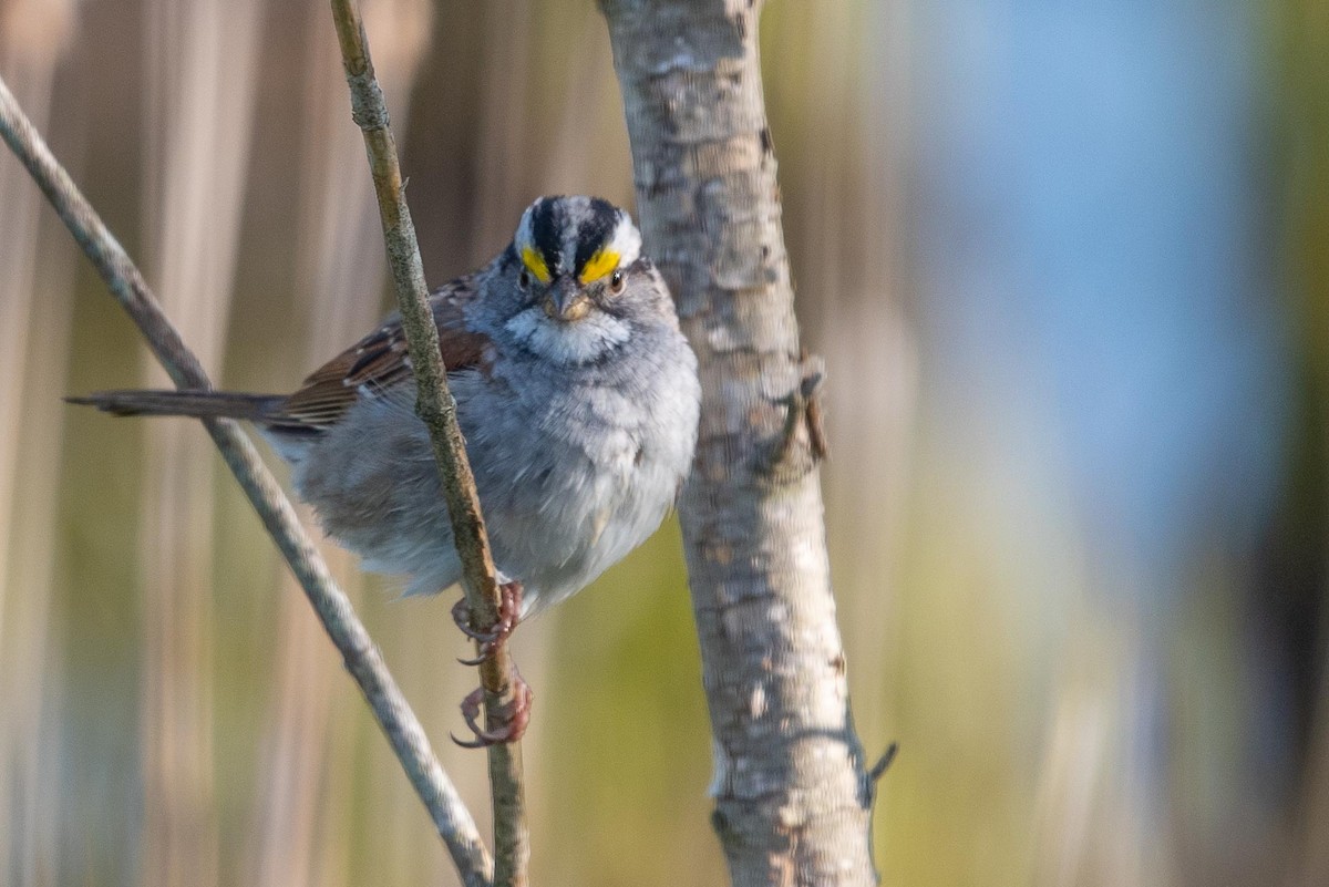 White-throated Sparrow - ML329780361