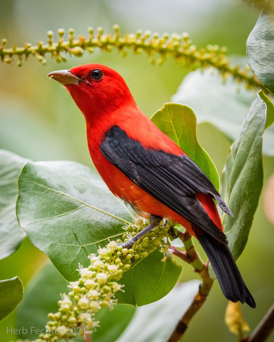 Scarlet Tanager - Herbert Fechter