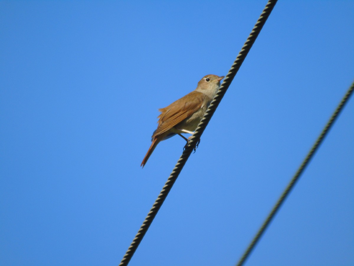 Common Nightingale - Otger Fortià Bonvehí