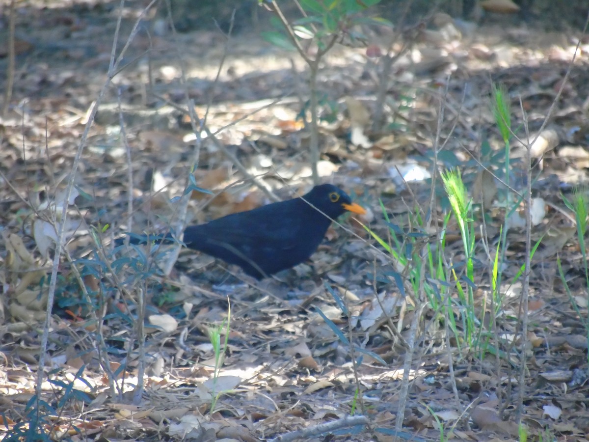 Eurasian Blackbird - ML329782581