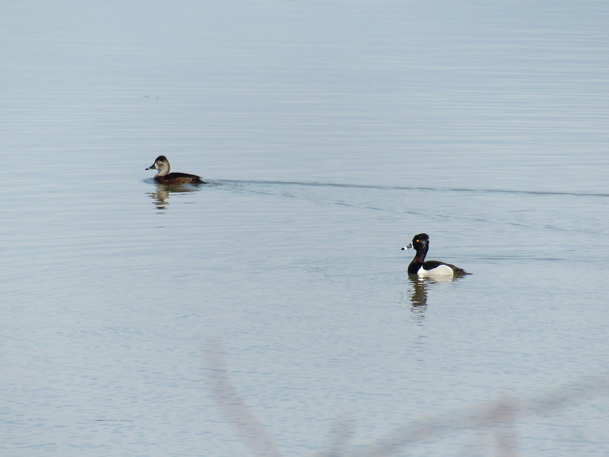 Ring-necked Duck - Louise Choquette