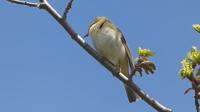 Iberian Chiffchaff - ML329783671