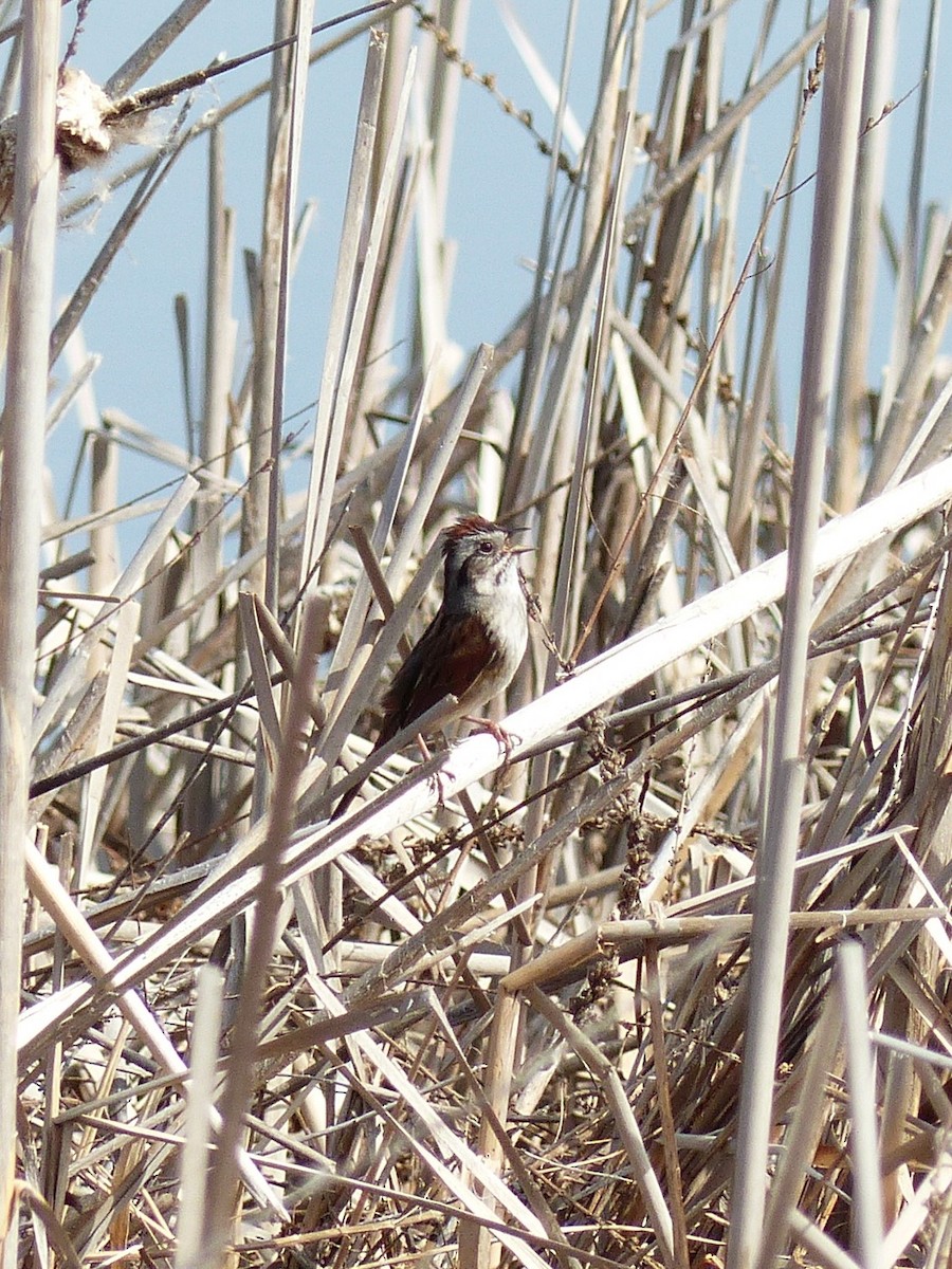 Chipping Sparrow - ML329784121