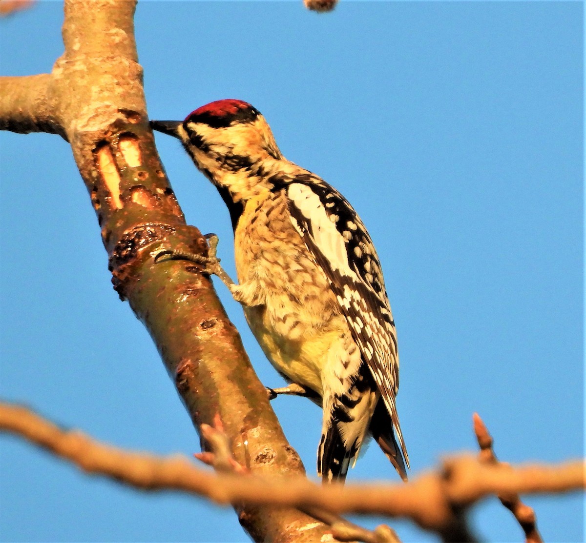 Yellow-bellied Sapsucker - ML329786361