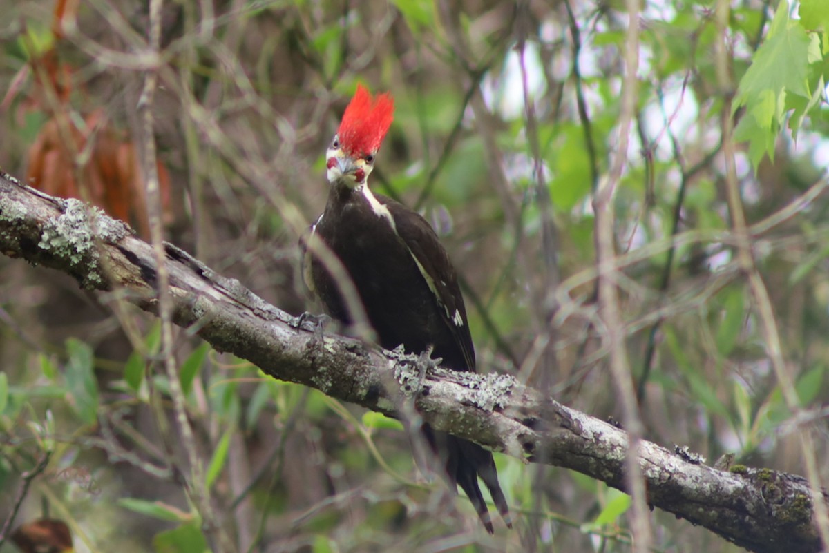 Pileated Woodpecker - ML329788481