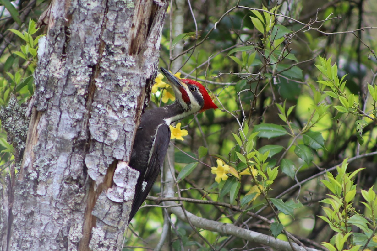 Pileated Woodpecker - ML329788491