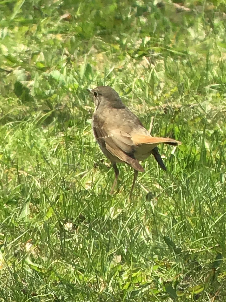 Hermit Thrush - Thomas Wood