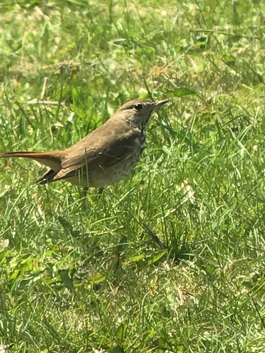 Hermit Thrush - Thomas Wood