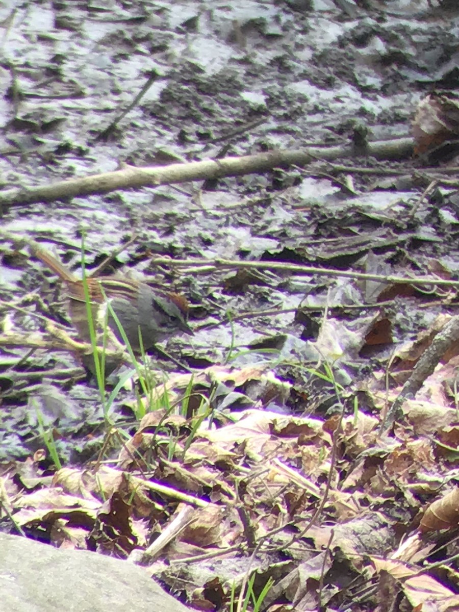 Swamp Sparrow - ML329790821