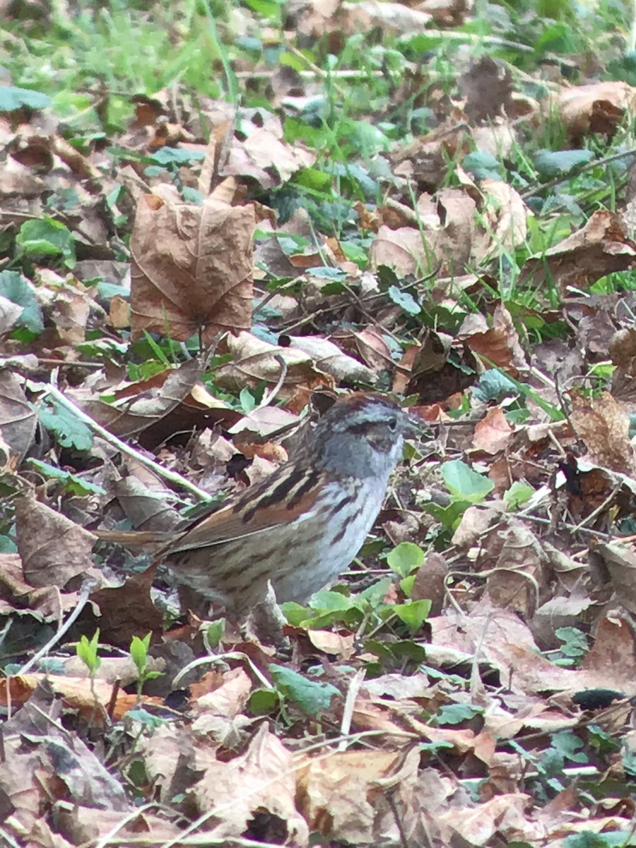 Swamp Sparrow - ML329790831