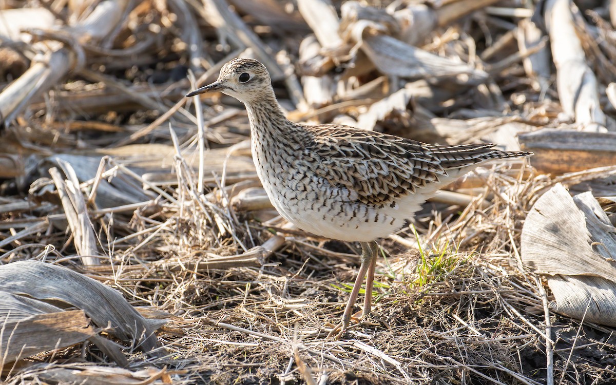 Upland Sandpiper - James Kennerley