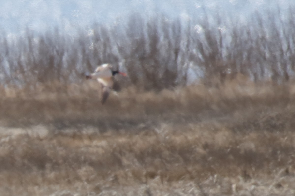 American Oystercatcher - ML329791651